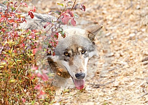 Young wolf peaking out from behind a bush