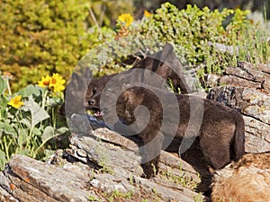 Young wolf pups timber wolf