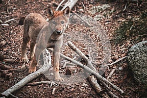 Young wolf standing in a forest environment