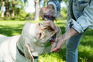 Young woman adopt young dog Labrador Retriever from animal rescue center and gave him love and friendship. Female animal lover