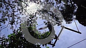 A young woman in an adventure park. She wears a safety harness. She climbs on a high rope trail. Outdoor amusement