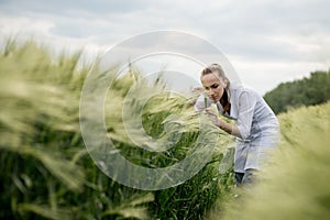 Young woman agronomist in white coat squatting in green wheat field and checking crop quality