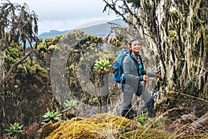 Young woman with backpack and trekking poles having a hiking walk on the Umbwe route in the forest to Kilimanjaro mountain. Active