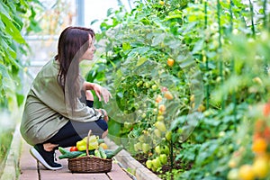 Young woman with basket of greenery and vegetables in the greenhouse. Harvesting time