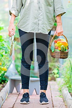 Young woman with basket of greenery and vegetables in the greenhouse. Harvesting time