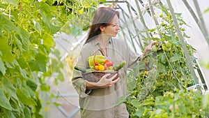 Young woman with basket of greenery and vegetables in the greenhouse. Time to harvest.