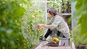 Young woman with basket of greenery and vegetables in the greenhouse. Time to harvest.