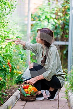 Young woman with basket of greenery and vegetables in the greenhouse. Time to harvest.