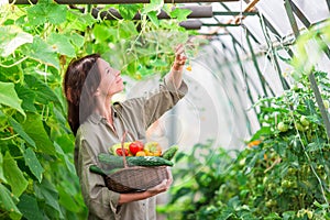 Young woman with basket of greenery and vegetables in the greenhouse. Time to harvest.