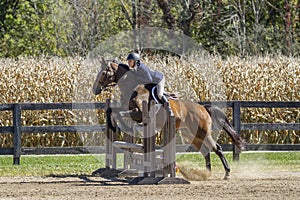 Young woman and bay gelding over jump