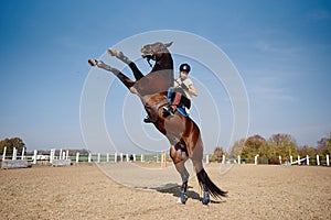 Young woman and beautiful sorrel stallion rearing up in paddok outdoors, copy space.