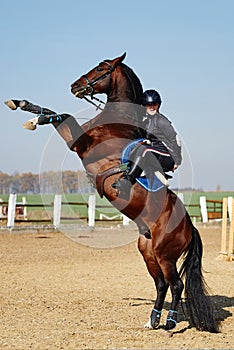 Young woman and beautiful sorrel stallion rearing up in paddok outdoors, copy space.