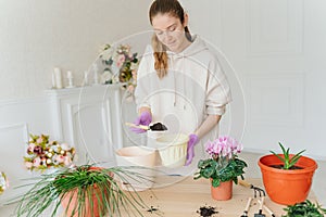 A young woman in a beige hoodie and purple rubber gloves replants indoor plants in new pots