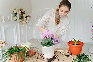 a young woman in a beige hoodie and purple rubber gloves replants indoor plants in new pots.