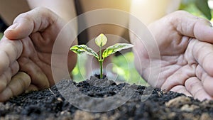 Young woman bending down to use her hands to plant trees in the soil