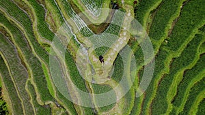 Young woman in black dress whirls in rice terrace