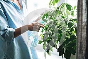 Young woman in blue shirt with spray with water in hands takes care of houseplant in living room at home