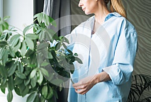 Young woman in blue shirt with spray with water in hands takes care of houseplant at home