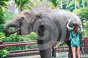 A young woman in bright clothes washes an elephant, watering it with a hose. Rear view. In the background, Park vegetation