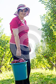 Young woman with bucket of apples in apple orchard