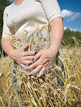 Young woman caddle ripe rye stems