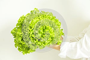 Young woman chef in white cotton shirt holding harvest heap of freshly cut green organic lettuce salad leaves Clean eating concept