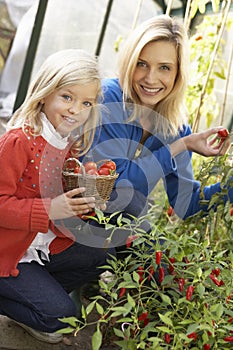 Young woman with child harvesting tomatoes