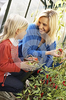 Young woman with child harvesting tomatoes