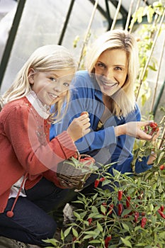 Young woman with child harvesting tomatoes