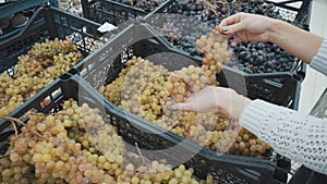Young woman chooses white grapes at the market. Girl`s hands close-up. photo