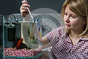 Young woman cleaning aquarium with beta fish at home.