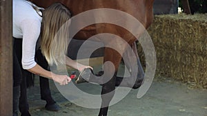 Young woman cleaning the hoof of horse before the training.female rancher cleaning a horse shoe. She takes care in
