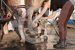 Young woman cleaning horse hoof by stream of water.