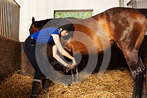 Young woman cleaning horse`s hoof at box stall