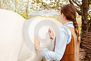 young woman cleans a white horse. Pink rag, microfibre to clean wool. Dirty grooming. Care pet, love, friendship, trust