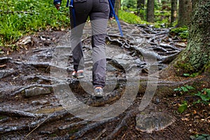 Young woman climbing on forest trail with roots