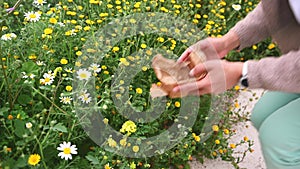 Young woman collect medical healing herbs and plants in the prairie in mountains