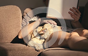 Young woman in cozy home wear relaxing on sofa with a sleeping dog on her lap, holding tablet and reading