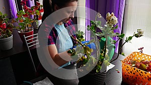 Young woman cuts off Kalanchoe seedlings by secateurs for further planting