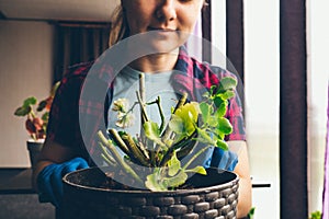 Young woman cuts off pelargonium seedlings by secateurs for further planting