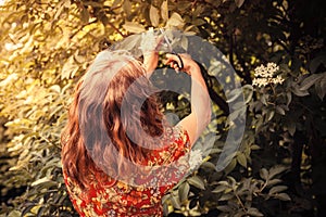 Young woman cutting elderflower with scissors