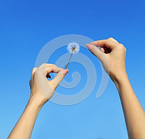 Young woman and dandelion