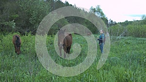 A young woman with a dandelion in her hands is standing near the horse. Girl and horse in the countryside.