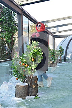 A young woman in a dark fur coat, red scarf and sunglasses sits on a cafe terrace next to a tangerine tree in winter. Winter woman