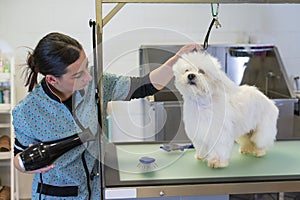 Young woman dog groomer drying a white Maltese dog after a bath on a groomers table
