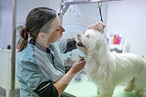 : Young woman dog groomer grooming a small white Maltese dog making eye contact_2