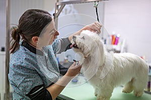 Young woman dog groomer grooming a small white Maltese dog making eye contact 3