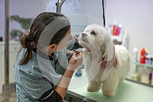 : Young woman dog groomer grooming a small white Maltese dog making eye contact_5