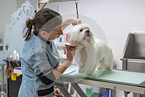 : Young woman dog groomer grooming a small white Maltese dog under the chin hair