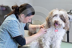 : Young woman dog groomer removing knots on a Spanish water dog hair